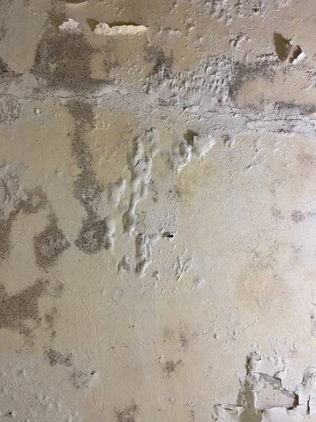 Best Post-Flood Mold Remediation in West Memphis, AR