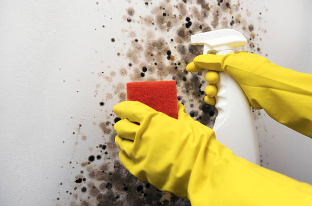Professional Mold Remediation in West Memphis, AR