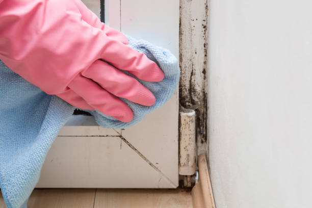 Best Basement Mold Remediation in West Memphis, AR